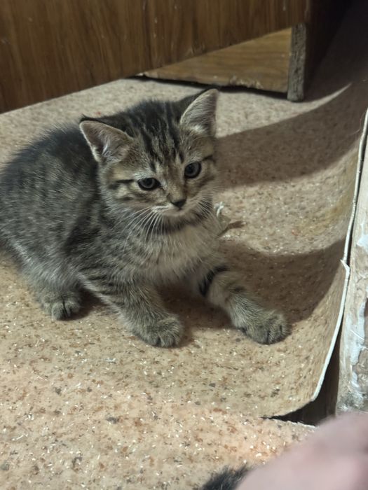 Отдам котят бесплатно