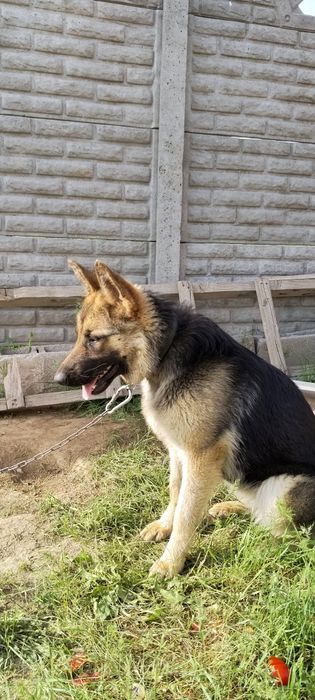 Продам немецкую авчарку