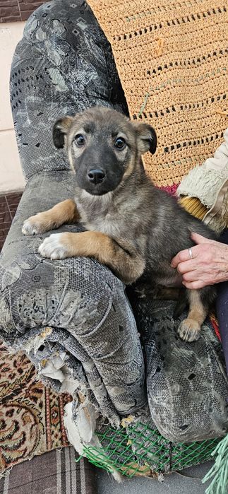 Чудо - энерджайзеры ищут хозяина!