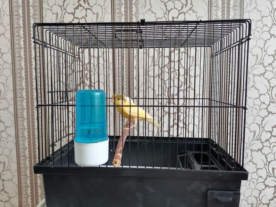 Продаются канарейки