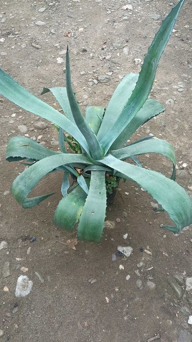 Agave  americana