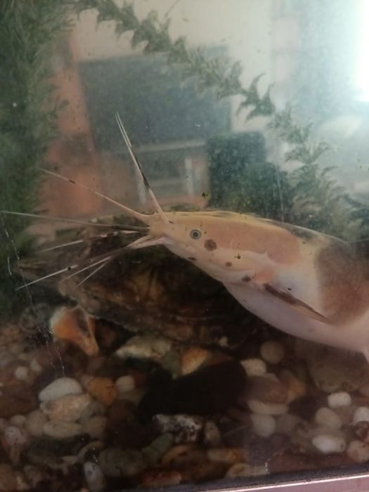 Продам Сом Клариус тигровый