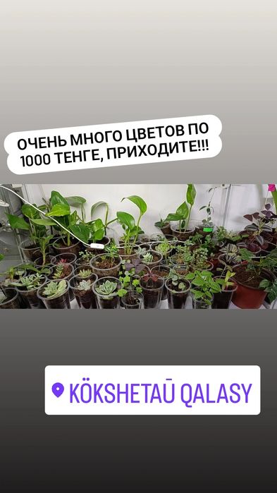 Комнатные цветы по 1000 тенге