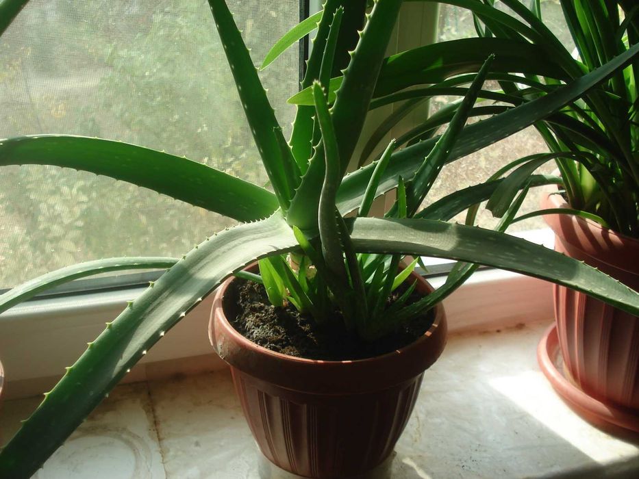 Алоэ -Вера Настоящий!