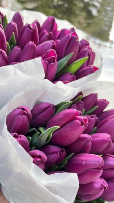 Тюльпаны к 8 марта