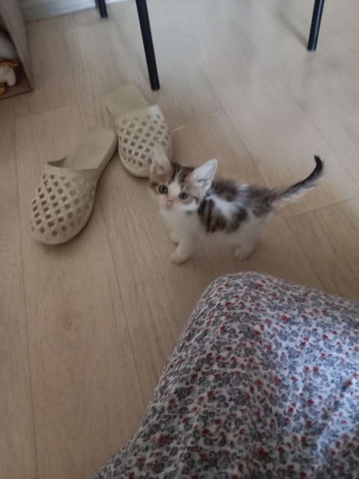 Отдам мальчика срочно