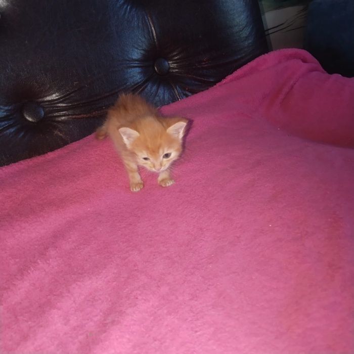 Котенок в хорошие руки девочка