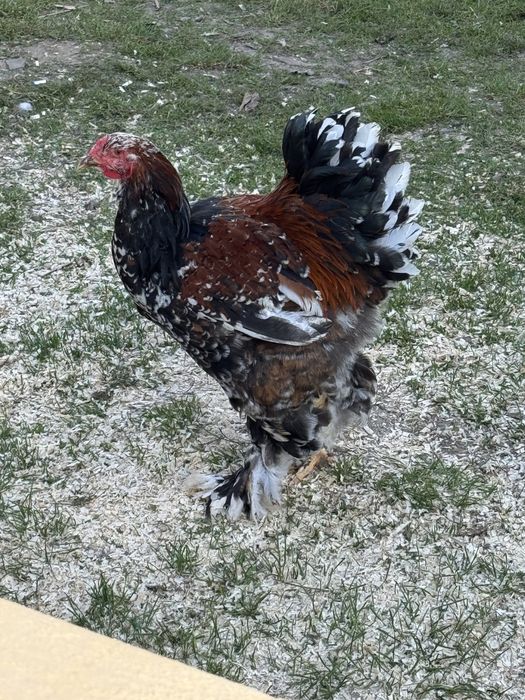 De vânzare brahma portelan