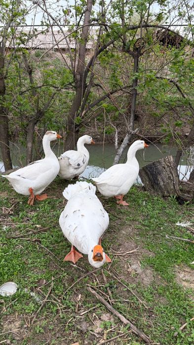 Қаздар сатылады 4 шт