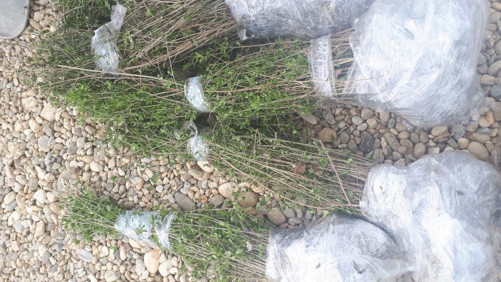 Gard viu lemn cainesc