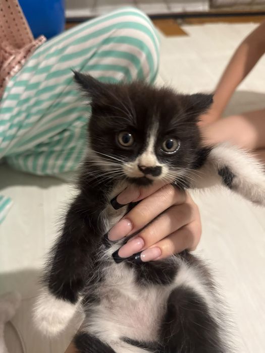 Котята бесплатно