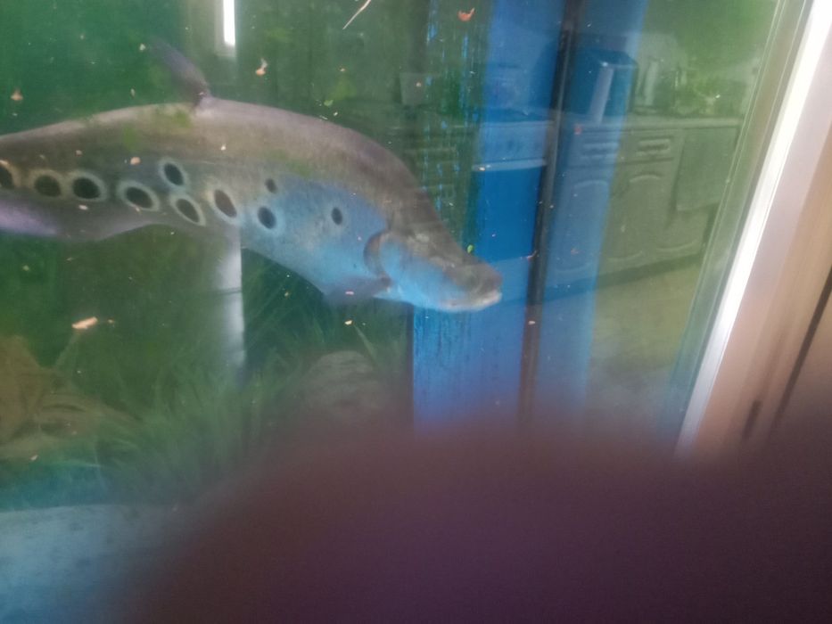 Продам рыбу индийский нож