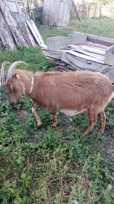 Capre de vanzare