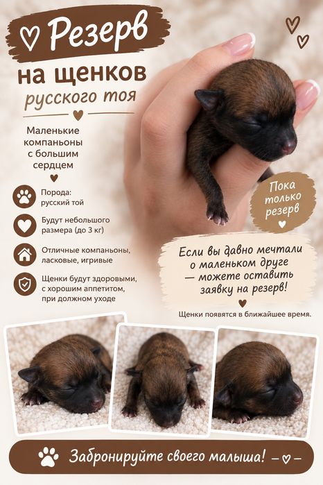 Резерв щенков русского тоя