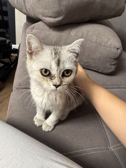 Кошка шотландка