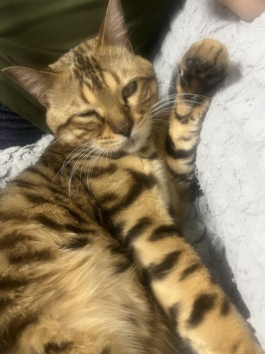 Котенок бенгал  бронь
