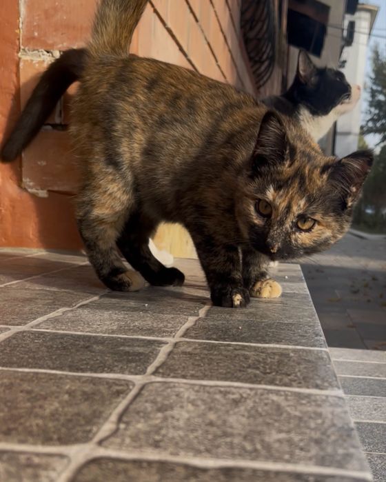 Отдам котенка (самка) бесплатно в добрые руки