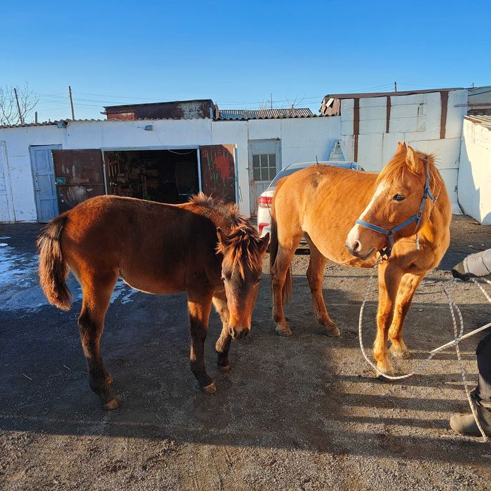 Бие сатамын, Кобыла продаю