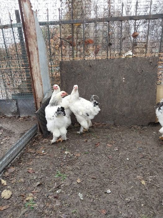 Продам питуха домашние