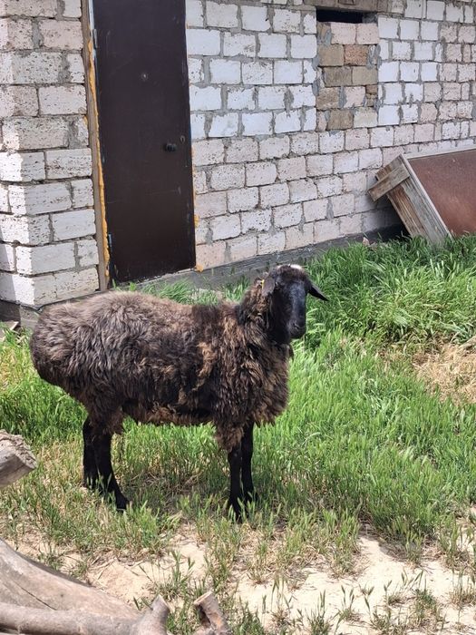 Кошкар сатылады Татьяна дачада