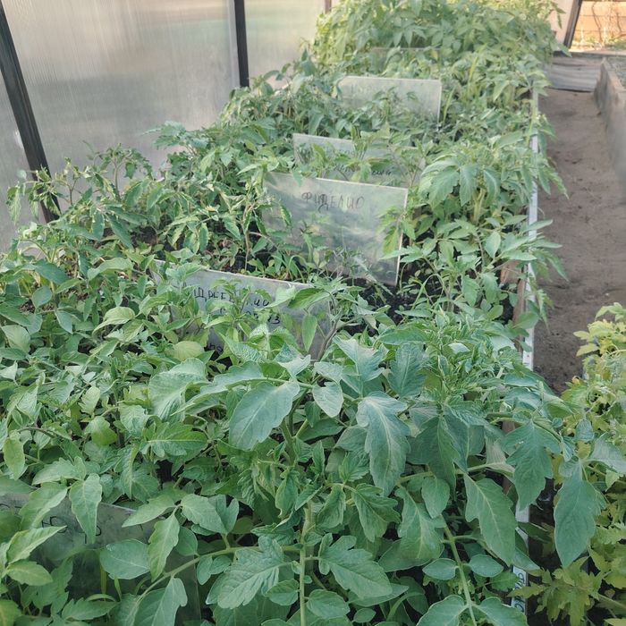 Продам рассаду помидор.
