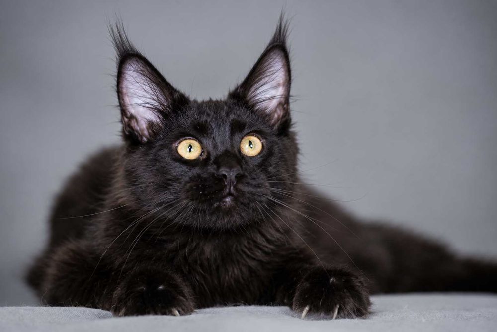 Maine Coon Solid Black – Sultan, micul rege cu pedigree  pedigree  www.lynxrunecode.com