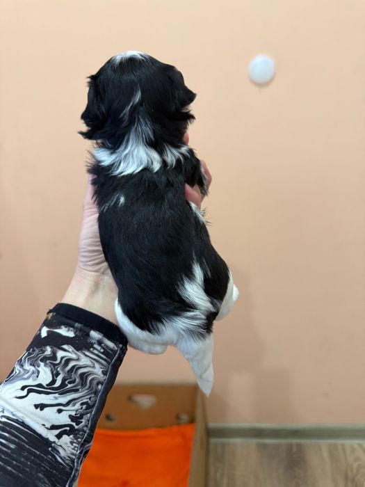 Бивер йоркширски териер