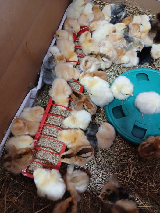 Bobocei de rață românească și pui de țară