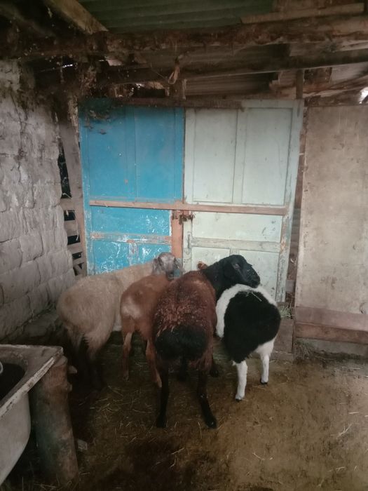 Тұсақ буаз Тоқтылар