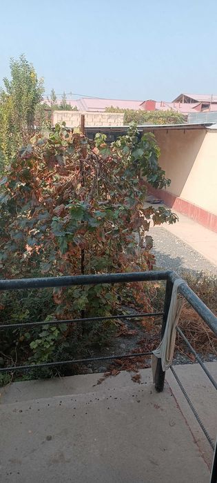 2 sotxli kotej ijaraga beriladi