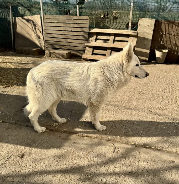 Mascul Ciobanesc Alb Elvetian cu Pedigree