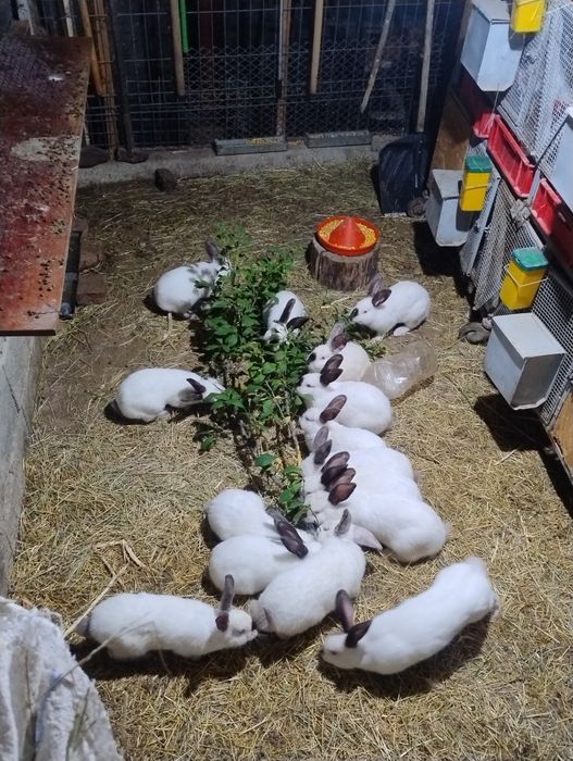 Iepuri californian - femele / masculi