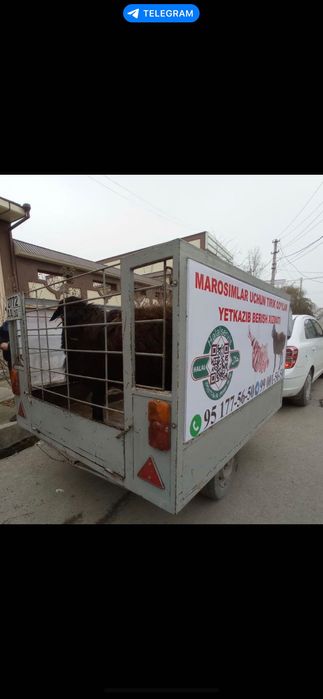 Aqiqa va Ehsonga tirik qo’ylar‼️