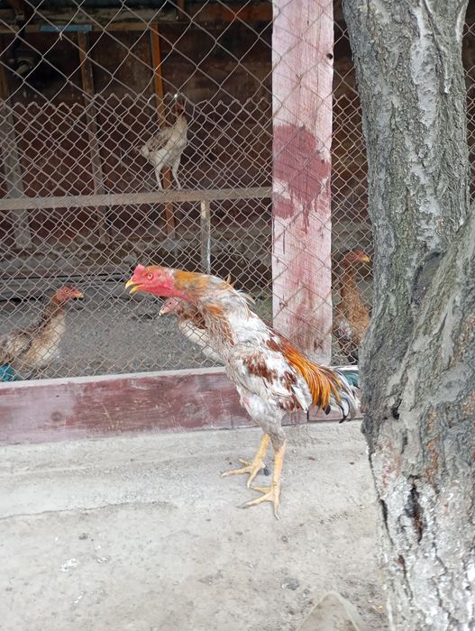 Туляк ветнам микс