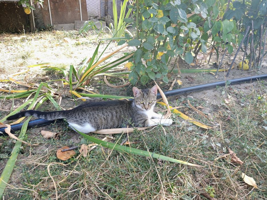 Pisicute blande pentru adoptie