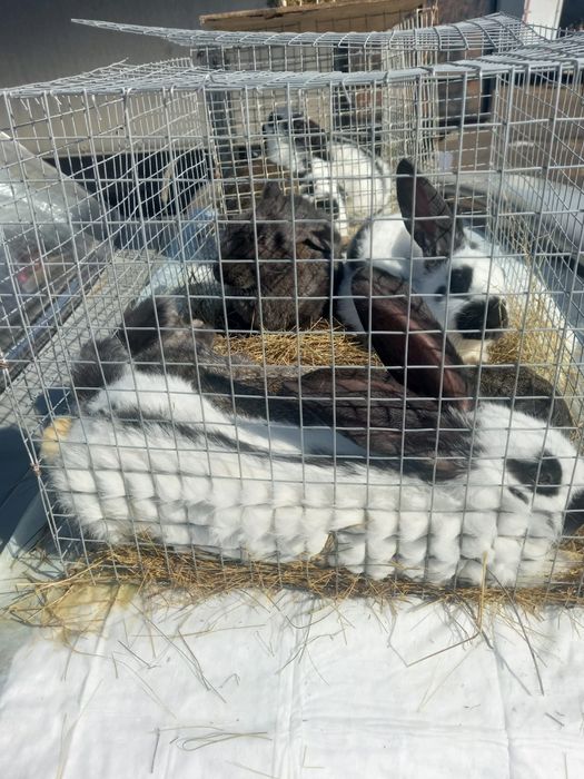 Продам  домашних кроликов