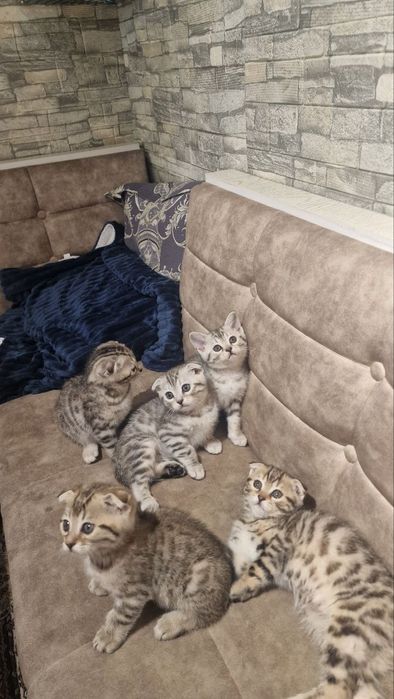 Продаются котята британские веслаухие