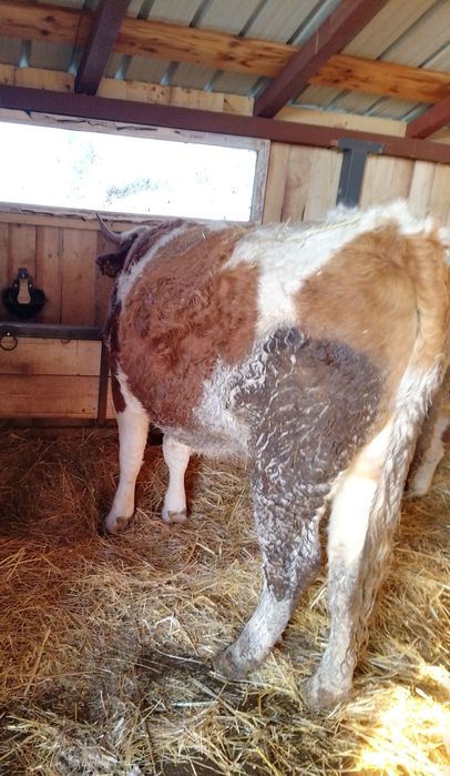 Vind vacă baltă românească