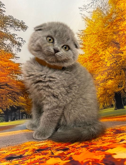Scottish fold puiut
