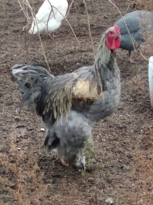 Яйца инкубационные