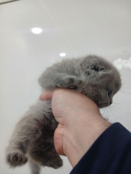 Мушукчалар сотилади