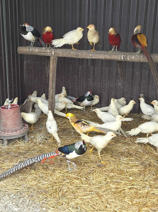 Vând fazani de Ornamet