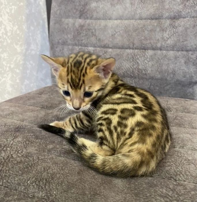 Бенгальские котята