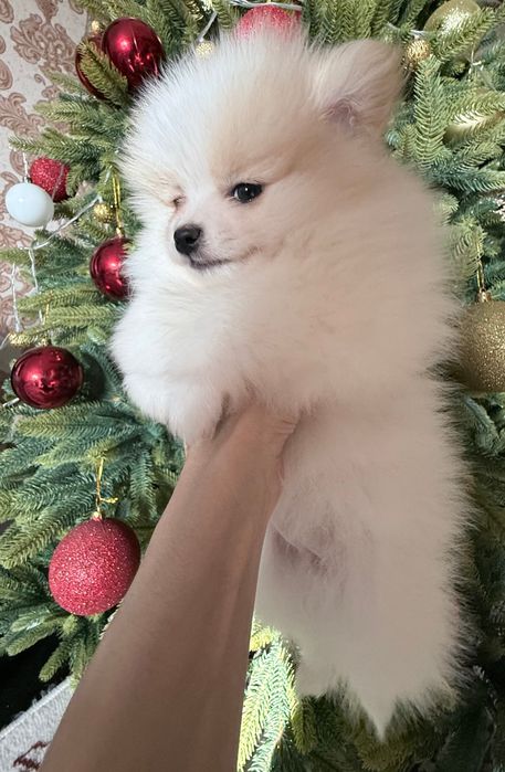 Продаются щенки малого немецкого шпица