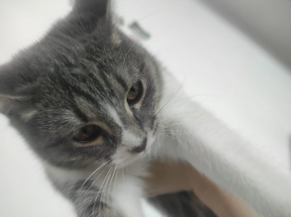 Кошка 3-4 месяца