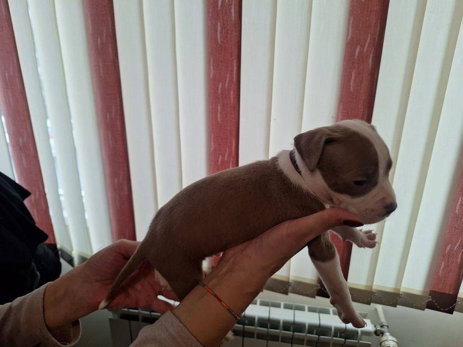 Американски Питбул териер