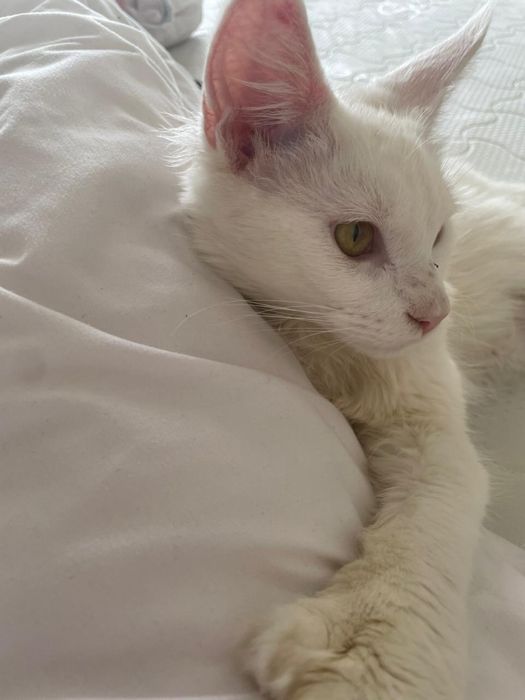 Мейн-кун  кошка белый цвет