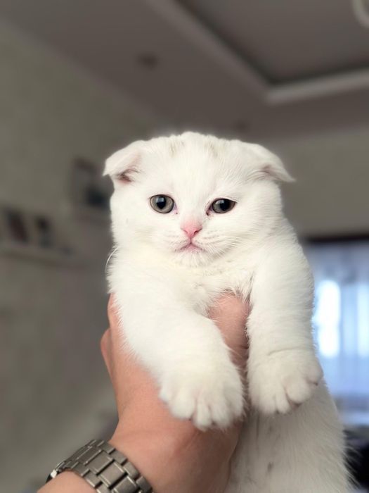 Котята шотландский вислоухие