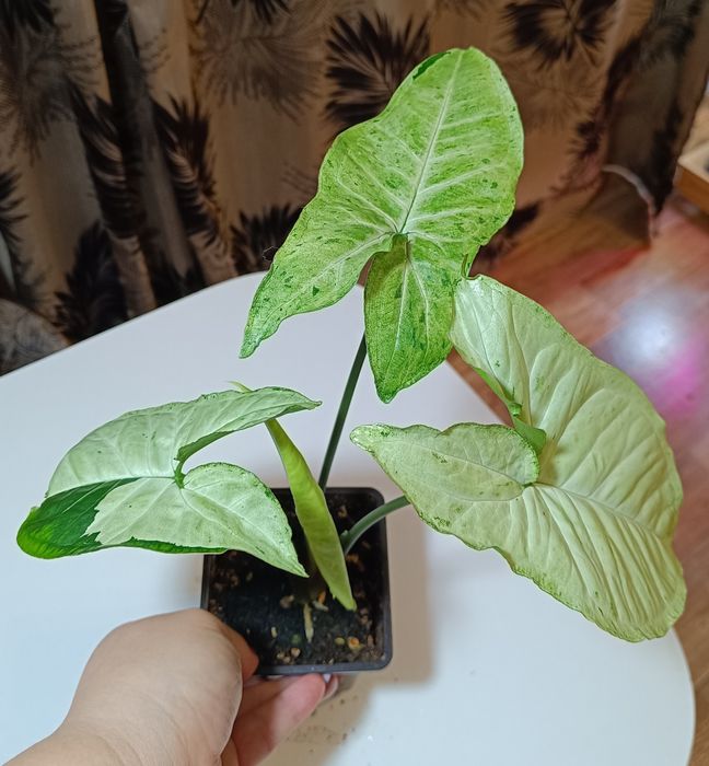 Сингониум вайт панда.