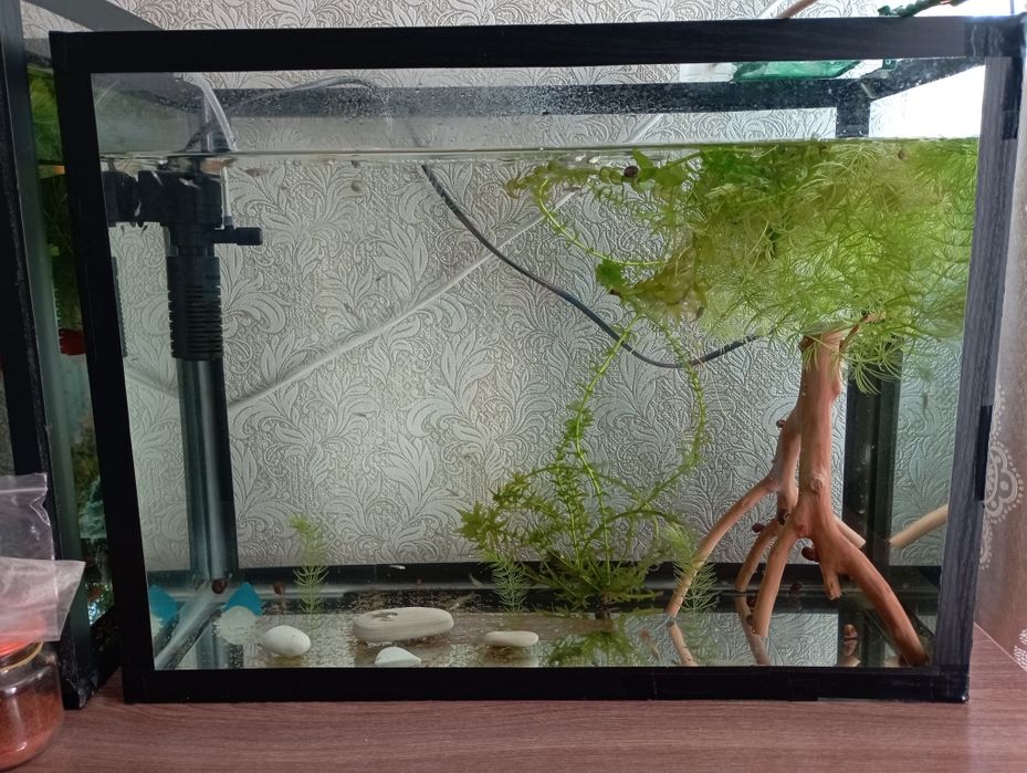 Продам мальков гуппи